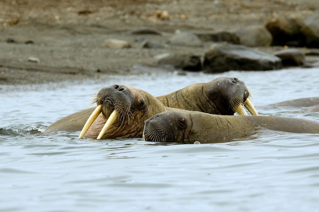 2507  Hvalros20.jpg - Walrus (Odobenus rosmarus) Hvalros, Spitsbergen Norway July 2008
